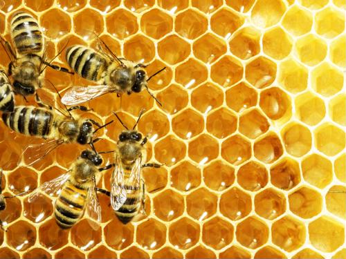 How agricultural experts are using IoT to save bee colonies