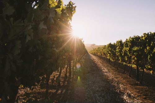 Innovators are addressing the decline of farming with IoT technology.