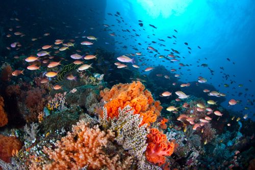 Underwater with coral and fishes. 