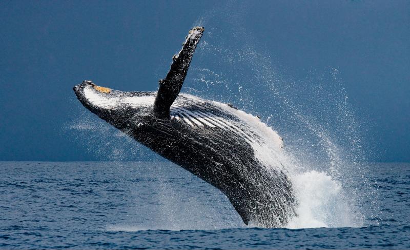 Ocean power is just one of many new energy possibilities for data centers.